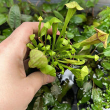 Load image into Gallery viewer, Trumpet Pitcher Carnivorous Plant-Aquatic Plants-Glass Grown-Glass Grown Aquatics-Aquarium live fish plants, decor