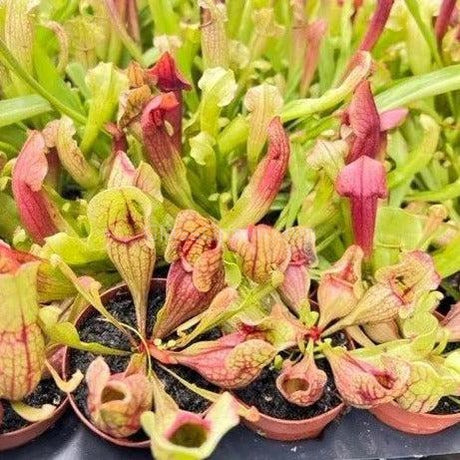 Trumpet Pitcher Carnivorous Plant  Glass Grown Aquatics