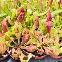Load image into Gallery viewer, Trumpet Pitcher Carnivorous Plant-Aquatic Plants-Glass Grown-Glass Grown Aquatics-Aquarium live fish plants, decor
