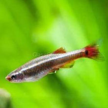 Load image into Gallery viewer, White Cloud Mountain Minnows 6 Pack-Live Animals-Glass Grown-6x-Glass Grown Aquatics-Aquarium live fish plants, decor
