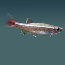 Load image into Gallery viewer, White Cloud Mountain Minnows 6 Pack-Live Animals-Glass Grown-6x-Glass Grown Aquatics-Aquarium live fish plants, decor