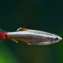 Load image into Gallery viewer, White Cloud Mountain Minnows 6 Pack-Live Animals-Glass Grown-6x-Glass Grown Aquatics-Aquarium live fish plants, decor