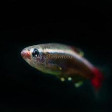 Load image into Gallery viewer, White Cloud Mountain Minnows 6 Pack-Live Animals-Glass Grown-6x-Glass Grown Aquatics-Aquarium live fish plants, decor