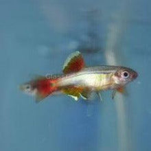 Load image into Gallery viewer, White Cloud Mountain Minnows 6 Pack-Live Animals-Glass Grown-6x-Glass Grown Aquatics-Aquarium live fish plants, decor