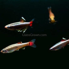 Load image into Gallery viewer, White Cloud Mountain Minnows 6 Pack-Live Animals-Glass Grown-6x-Glass Grown Aquatics-Aquarium live fish plants, decor