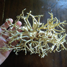 Load image into Gallery viewer, Yosemite Bonsai Wood Nano Size 6" NYE-Aquarium Decor-Glass Grown-Glass Grown Aquatics-Aquarium live fish plants, decor