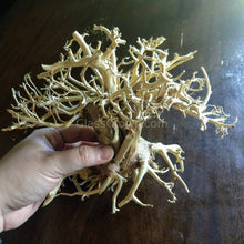Load image into Gallery viewer, Yosemite Bonsai Wood Nano Size 6" NYE-Aquarium Decor-Glass Grown-Glass Grown Aquatics-Aquarium live fish plants, decor