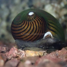 Load image into Gallery viewer, Zebra Nerite Snails 3x Pack-Live Animals-Glass Grown-Pack of 3 Snails-Glass Grown Aquatics-Aquarium live fish plants, decor
