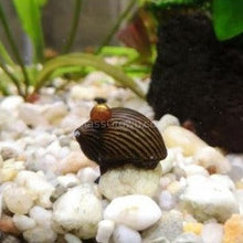 Load image into Gallery viewer, Zebra Nerite Snails 3 Pack NYE-Live Animals-Glass Grown-1 Snail-Glass Grown Aquatics-Aquarium live fish plants, decor