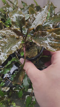 Load and play video in Gallery viewer, Potted Cryptocoryne Wendtii Red
