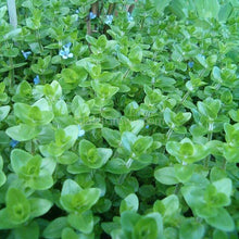 Load image into Gallery viewer, Bunch Lemon Bacopa Caroliniana-Aquatic Plants-Glass Grown Aquatics-Glass Grown Aquatics-Aquarium live fish plants, decor