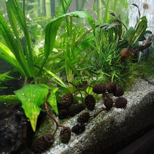 Load image into Gallery viewer, Pollen Shrimp Enrichment Pack-Aquarium Decor-Glass Grown Aquatics-Sure!-5x Clay and 5x Tourmaline-Glass Grown Aquatics-Aquarium live fish plants, decor