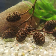 Load image into Gallery viewer, Pollen Shrimp Enrichment Pack-Aquarium Decor-Glass Grown Aquatics-Sure!-5x Clay and 5x Tourmaline-Glass Grown Aquatics-Aquarium live fish plants, decor