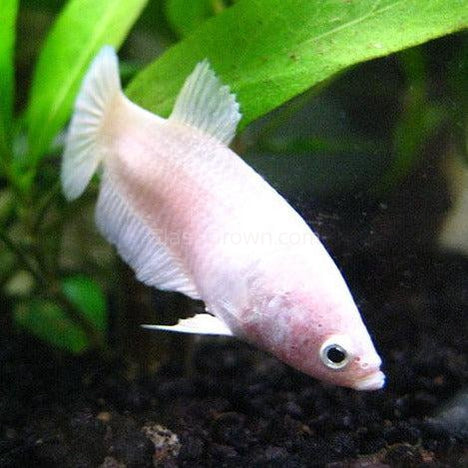 Female Betta Sorority Pack – Glass Grown Aquatics