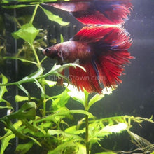 Load image into Gallery viewer, Male Halfmoon Betta-Live Animals-Glass Grown-Leave us your top three choices on Checkout! :)-Glass Grown Aquatics-Aquarium live fish plants, decor