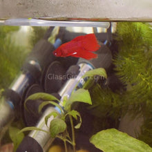 Load image into Gallery viewer, Male Halfmoon Betta-Live Animals-Glass Grown-Leave us your top three choices on Checkout! :)-Glass Grown Aquatics-Aquarium live fish plants, decor