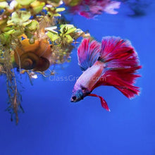 Load image into Gallery viewer, Male Halfmoon Betta-Live Animals-Glass Grown-Leave us your top three choices on Checkout! :)-Glass Grown Aquatics-Aquarium live fish plants, decor