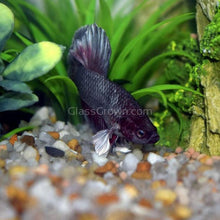 Load image into Gallery viewer, Male Halfmoon Betta-Live Animals-Glass Grown-Leave us your top three choices on Checkout! :)-Glass Grown Aquatics-Aquarium live fish plants, decor
