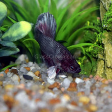 Load image into Gallery viewer, Male Halfmoon Betta-Live Animals-Glass Grown-Leave us your top three choices on Checkout! :)-Glass Grown Aquatics-Aquarium live fish plants, decor