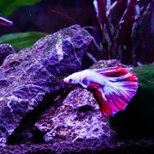 Load image into Gallery viewer, Male Halfmoon Betta-Live Animals-Glass Grown-Leave us your top three choices on Checkout! :)-Glass Grown Aquatics-Aquarium live fish plants, decor