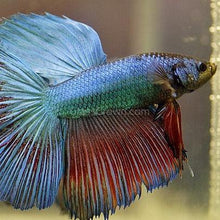 Load image into Gallery viewer, Male Halfmoon Betta-Live Animals-Glass Grown-Leave us your top three choices on Checkout! :)-Glass Grown Aquatics-Aquarium live fish plants, decor