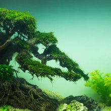 Load image into Gallery viewer, Dragonwood Bonsai Wood Nano Size 6" NYE-Aquarium Decor-Glass Grown-Glass Grown Aquatics-Aquarium live fish plants, decor