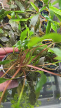 Load and play video in Gallery viewer, Potted Cryptocoryne Lutea