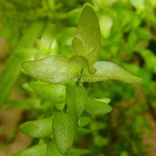 Load image into Gallery viewer, Lemon Bacopa Caroliniana-Aquatic Plants-Glass Grown Aquatics-Bunch-Glass Grown Aquatics-Aquarium live fish plants, decor