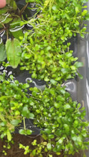 Load and play video in Gallery viewer, Glossostigma 2oz
