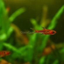 Load image into Gallery viewer, Chili Rasboras 6 Pack-Live Animals-Glass Grown-School of 6-Glass Grown Aquatics-Aquarium live fish plants, decor