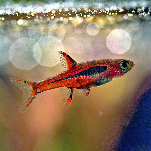 Chili Rasboras 6 Pack-Live Animals-Glass Grown-School of 6-Glass Grown Aquatics-Aquarium live fish plants, decor