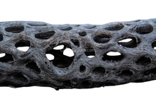 Load image into Gallery viewer, Organic Cholla Wood Logs-Aquarium Decor-Glass Grown-4"+-Glass Grown Aquatics-Aquarium live fish plants, decor