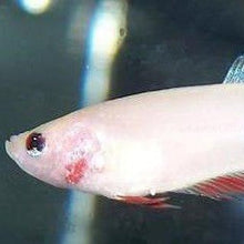 Load image into Gallery viewer, Female Betta Sorority 3 Pack-Live Animals-Glass Grown-School of 3-Glass Grown Aquatics-Aquarium live fish plants, decor