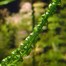 Load image into Gallery viewer, Potted Crinum Calamistratum-Aquatic Plants-Glass Grown-Glass Grown Aquatics-Aquarium live fish plants, decor