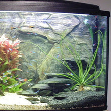 Load image into Gallery viewer, Potted Crinum Calamistratum-Aquatic Plants-Glass Grown-Glass Grown Aquatics-Aquarium live fish plants, decor