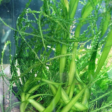 Load image into Gallery viewer, Potted Crinum Calamistratum-Aquatic Plants-Glass Grown-Glass Grown Aquatics-Aquarium live fish plants, decor