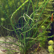 Load image into Gallery viewer, Potted Crinum Calamistratum-Aquatic Plants-Glass Grown-Glass Grown Aquatics-Aquarium live fish plants, decor
