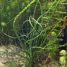 Load image into Gallery viewer, Potted Crinum Calamistratum-Aquatic Plants-Glass Grown-Glass Grown Aquatics-Aquarium live fish plants, decor