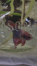 Load and play video in Gallery viewer, Male Halfmoon Betta
