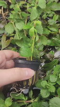 Load and play video in Gallery viewer, Potted Water Wisteria (Hygrophila Difformis)
