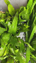 Load and play video in Gallery viewer, Java Fern