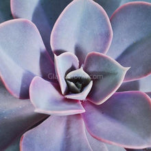 Load image into Gallery viewer, Echeveria Succulent Plants 2" (3 Pots)-Indoor & Outdoor Plants-Glass Grown-Glass Grown Aquatics-Aquarium live fish plants, decor