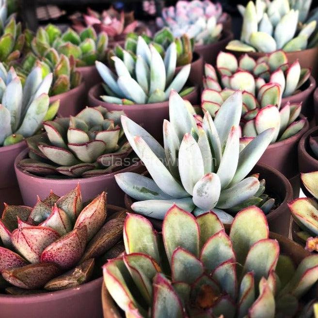 succulent decorative pots Echeveria Succulent Plants 2" (3 Pots) – Glass Grown Aquatics