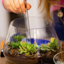 Load image into Gallery viewer, Echeveria Succulent Plants 2" (3 Pots)-Indoor & Outdoor Plants-Glass Grown-Glass Grown Aquatics-Aquarium live fish plants, decor