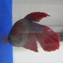 Load image into Gallery viewer, Female Betta Sorority 3 Pack-Live Animals-Glass Grown-School of 3-Glass Grown Aquatics-Aquarium live fish plants, decor