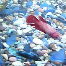 Load image into Gallery viewer, Female Betta Sorority 3 Pack-Live Animals-Glass Grown-School of 3-Glass Grown Aquatics-Aquarium live fish plants, decor