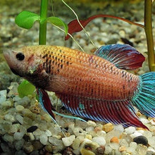 Load image into Gallery viewer, Female Betta Sorority 3 Pack-Live Animals-Glass Grown-School of 3-Glass Grown Aquatics-Aquarium live fish plants, decor