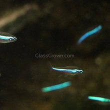 Load image into Gallery viewer, Green Neon Tetras 6 Pack-Live Animals-Glass Grown-School of 6-Glass Grown Aquatics-Aquarium live fish plants, decor
