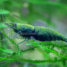 Load image into Gallery viewer, Dwarf Shrimp Mega Starter Pack-Live Animals-Glass Grown-Red Cherry-Glass Grown Aquatics-Aquarium live fish plants, decor