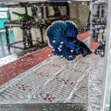 Load image into Gallery viewer, Male Halfmoon Betta-Live Animals-Glass Grown-Leave us your top three choices on Checkout! :)-Glass Grown Aquatics-Aquarium live fish plants, decor

